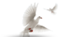 Doves