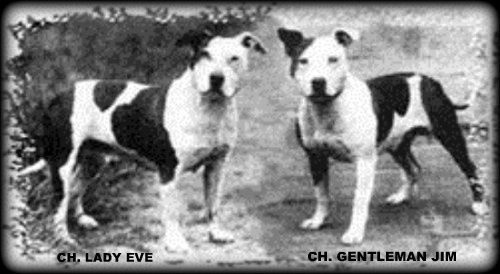 Gentleman jim sale staffordshire bull terrier