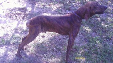 Plott hound kennels hotsell