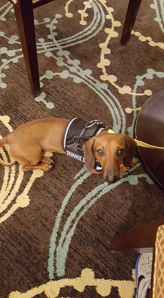 service dachshund
