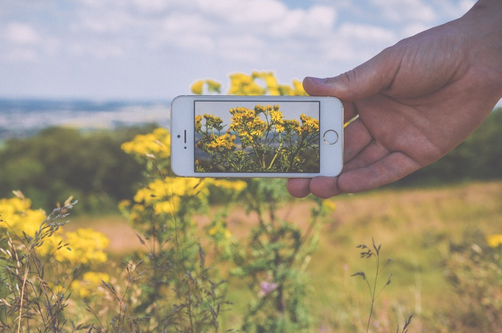 Mans-Hand-Holding-Iphone-In-Front-of-Landscape-With-Flowers