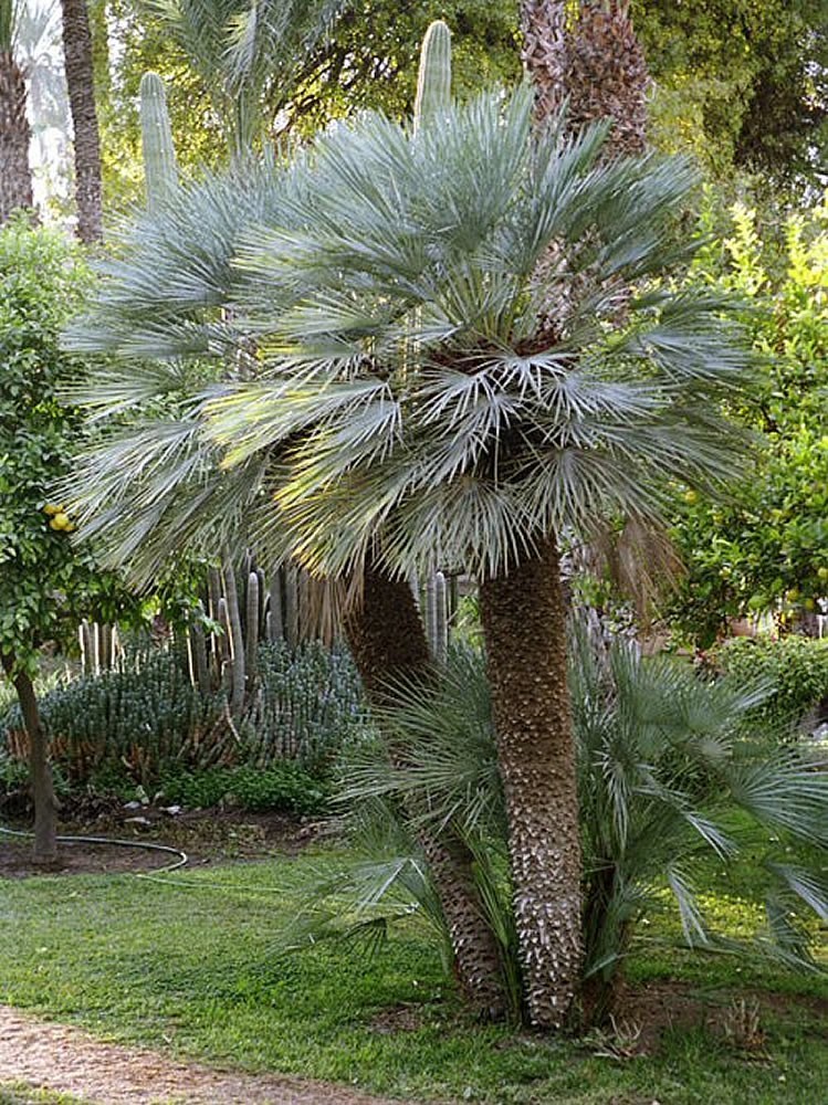 Chamaerops humilis var cerifera
