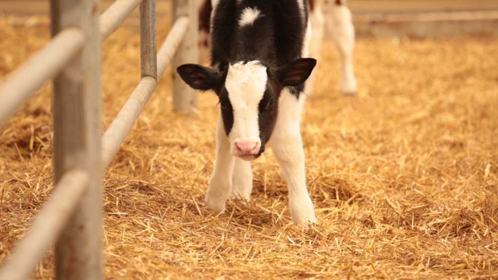 Shuler Dairy Farms Photos Southwest Michigan