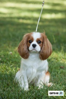 dogzonline cavalier puppies