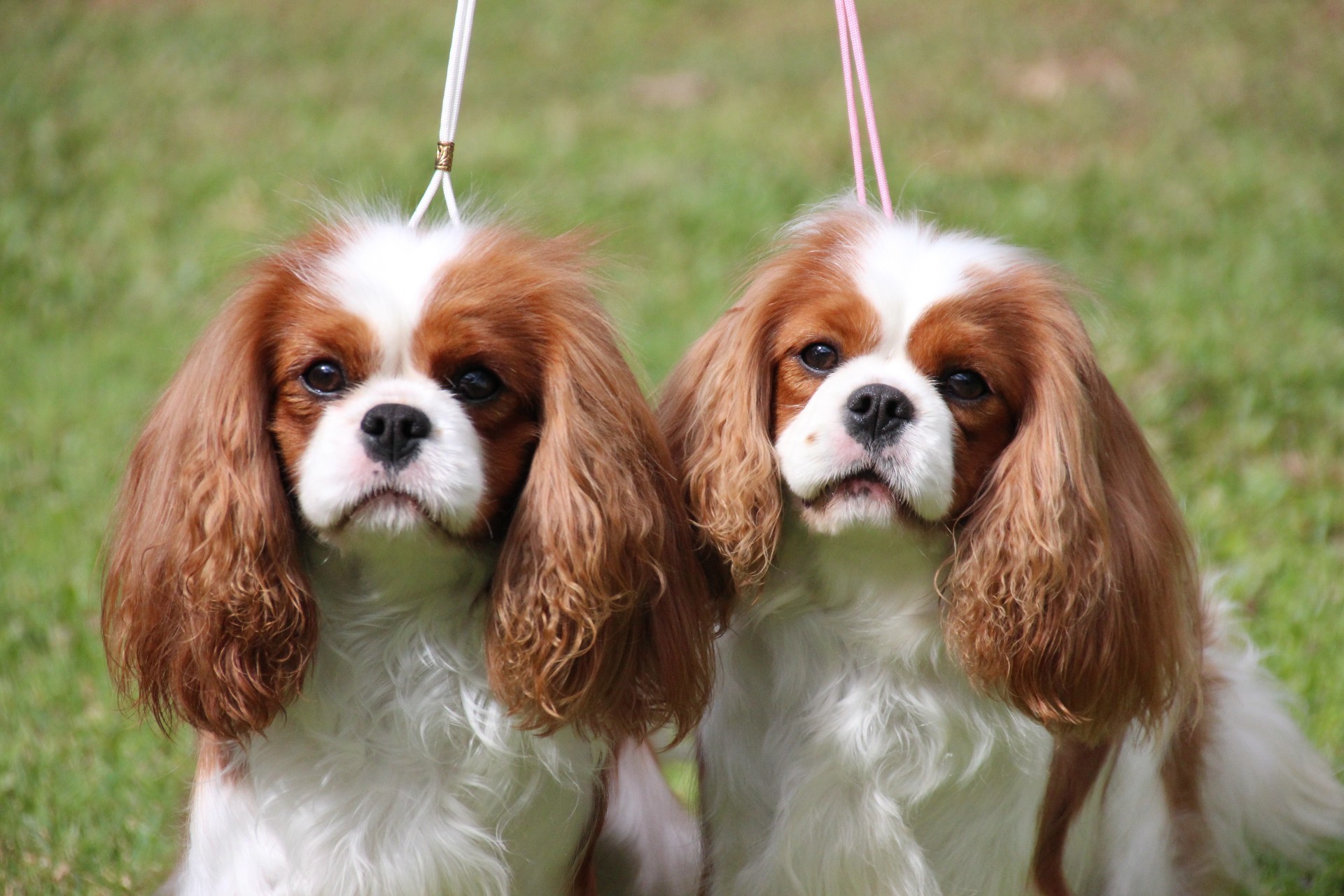 king cavalier breeders