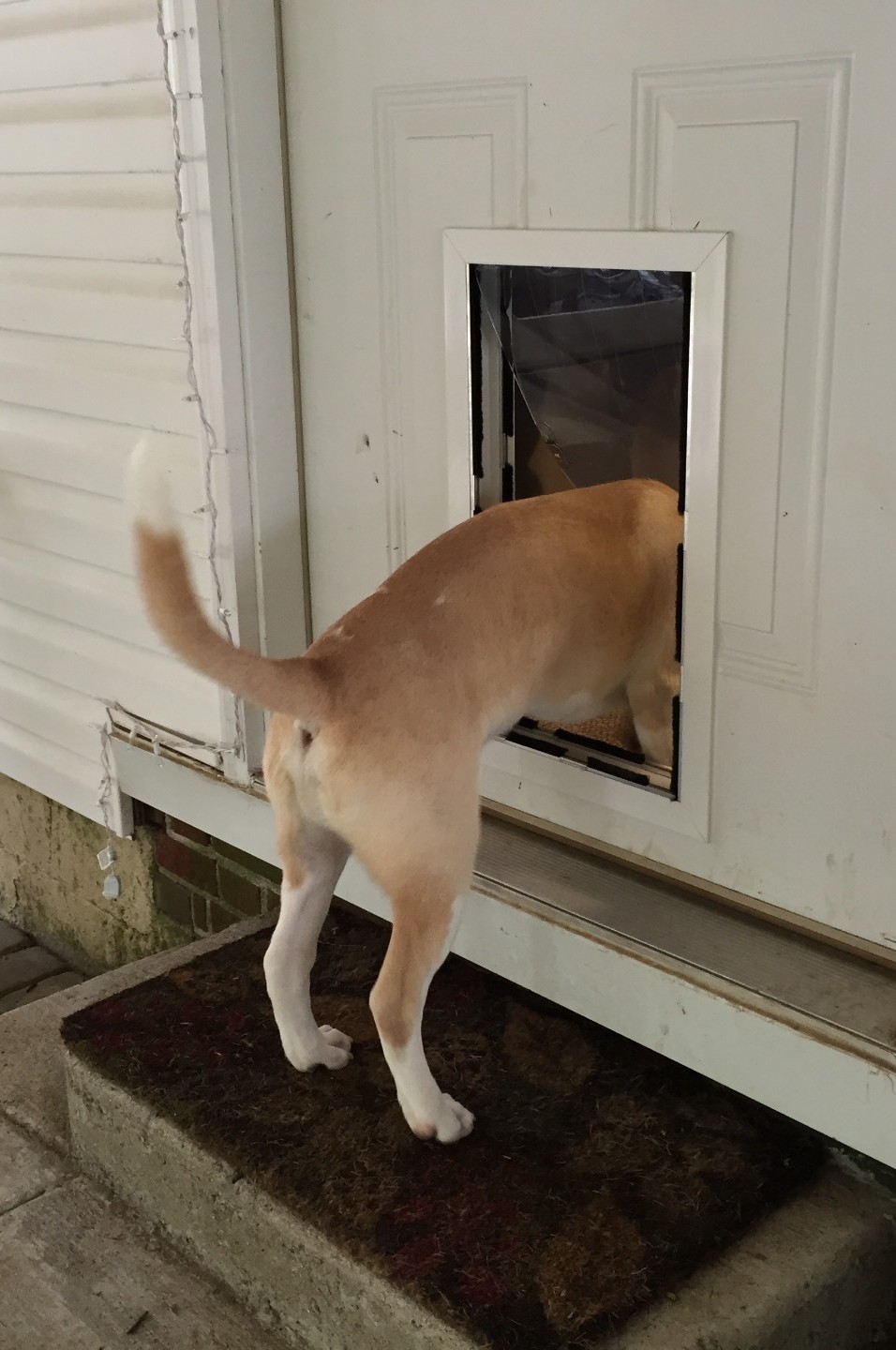 Premium Pet Door Installation Service