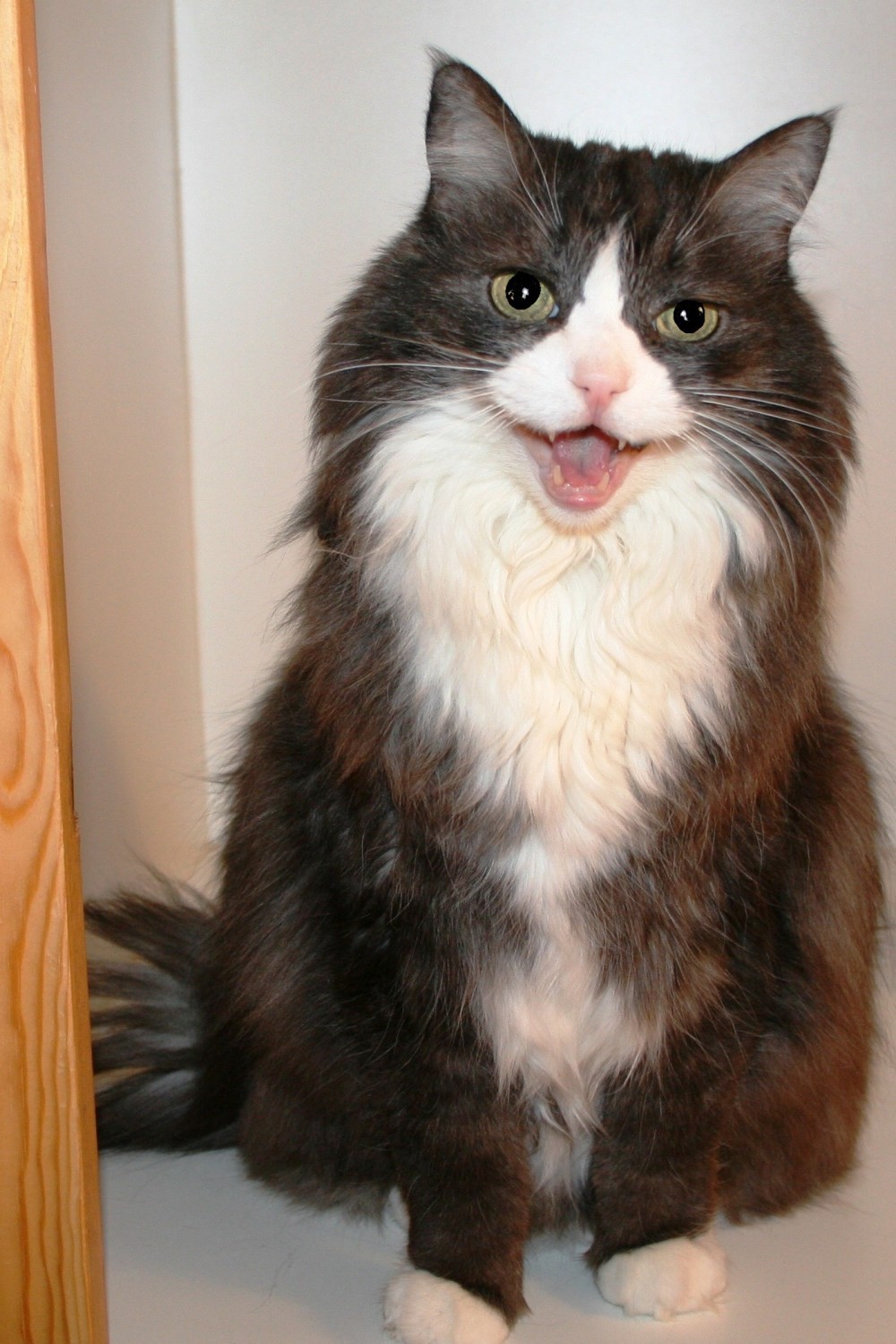 pampered cats boarding cattery