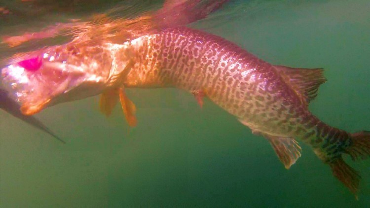 Tiger Muskie Fishing