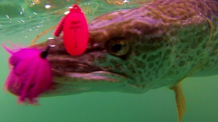 Tiger Muskie Fishing