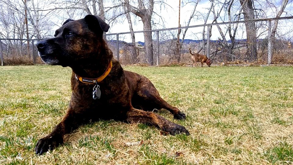 Creature Comforts Pet Retreat Home