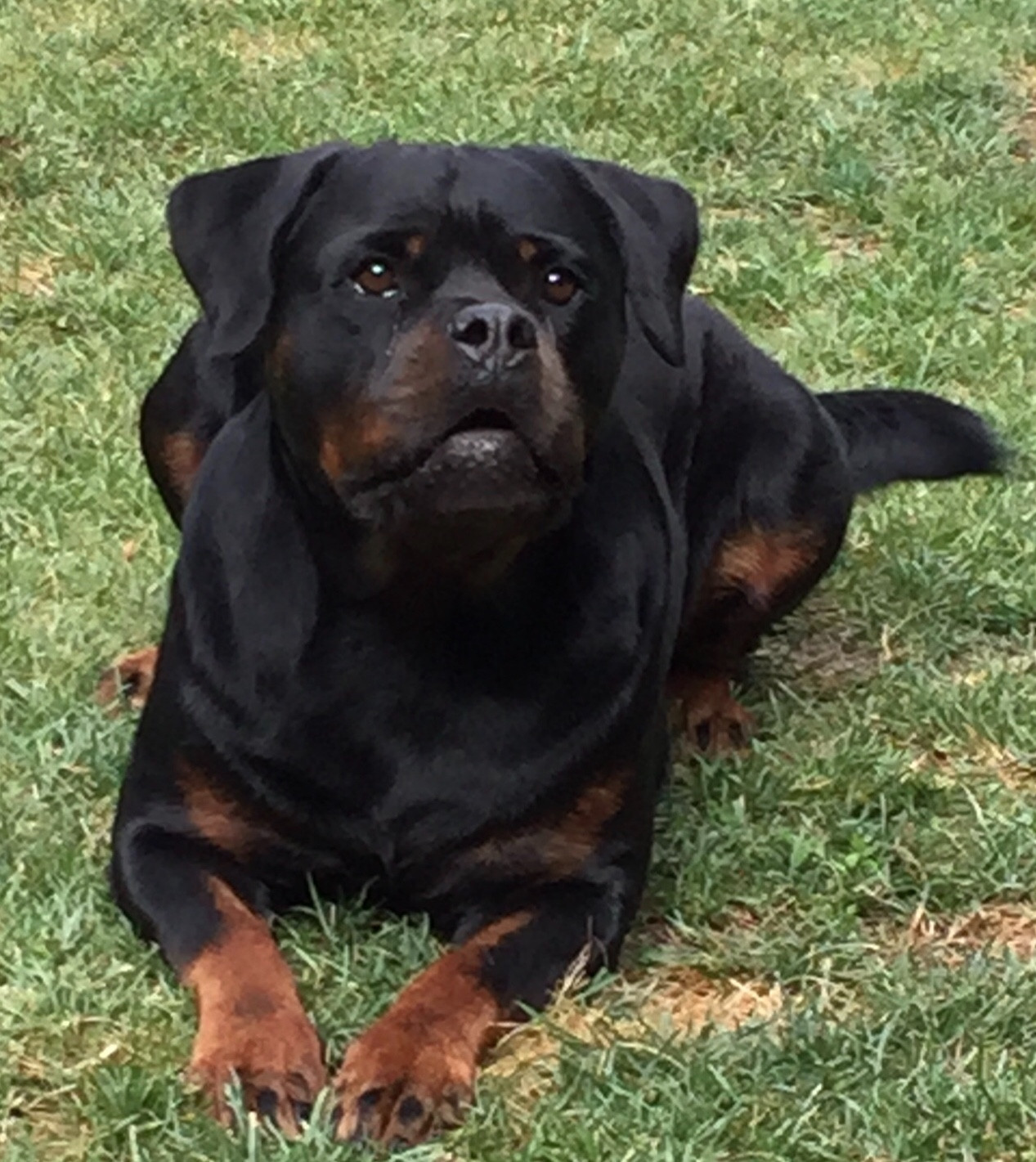 Vom Piersanti Kennels - CKC Registered Rottweiler Breeder in Southern ...