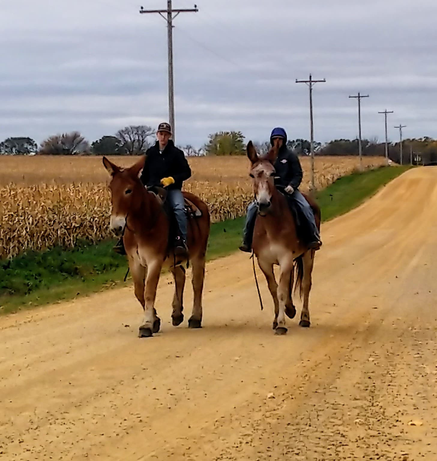 Rafter D Mules Mules For Sale