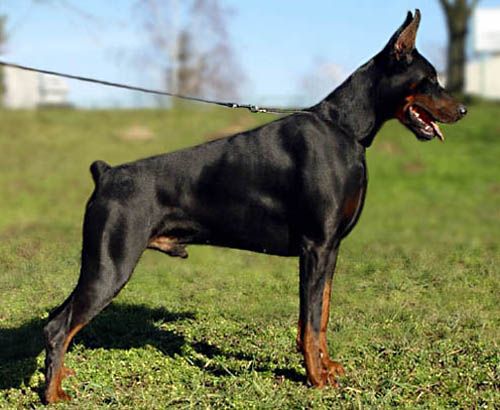 El Diablo Negro dobermann kennel