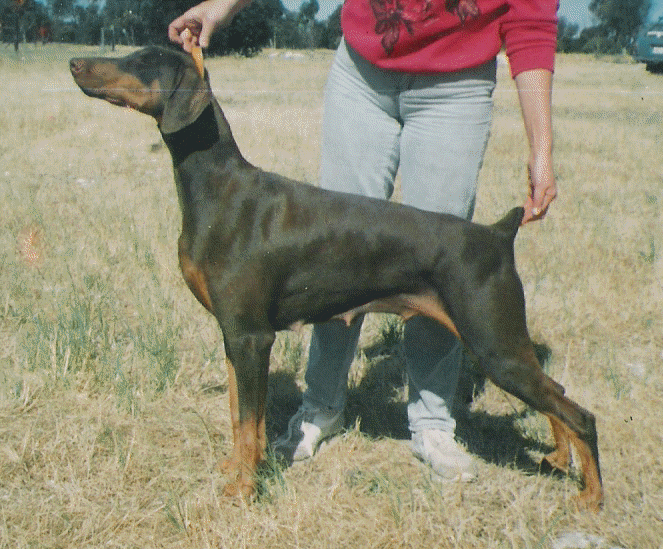 Dobe Ch. Masterkarn Mystic Morn C.D. E.T. 4 yrs
