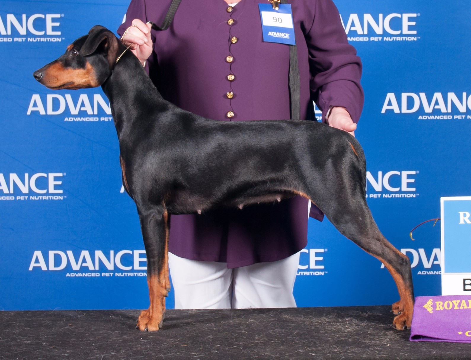 Aust Ch. Masterkarn Myths N Legends - Millie - BOB Ekka 2015