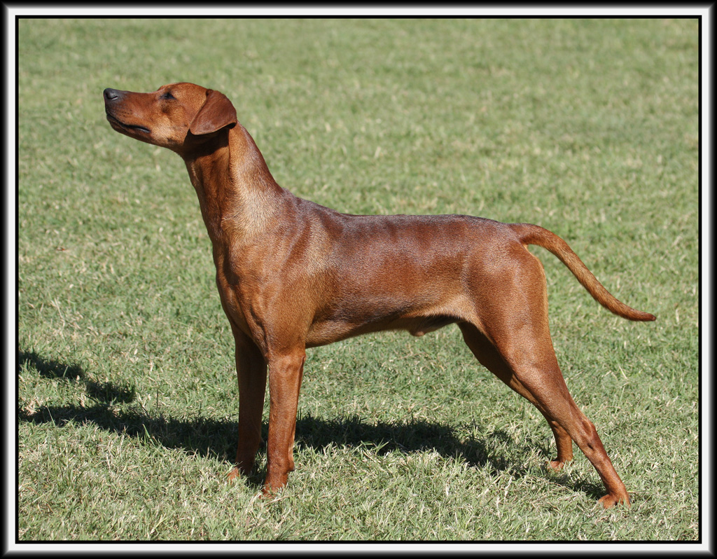 Axel