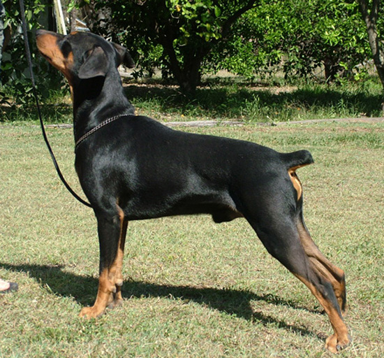 Dane