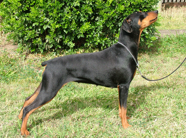 Eva