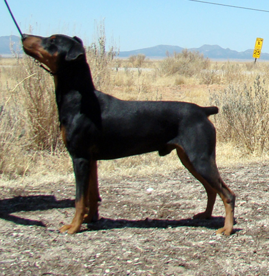 Odin