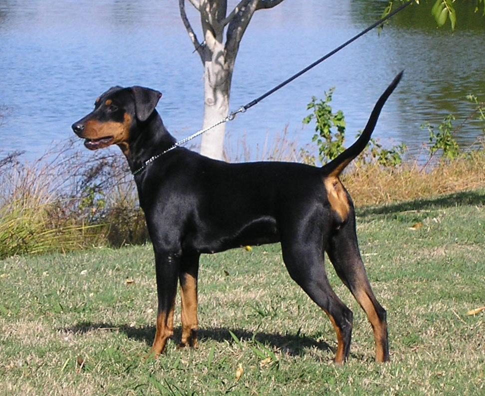 Sierra