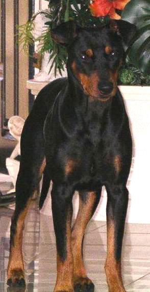 Tyson