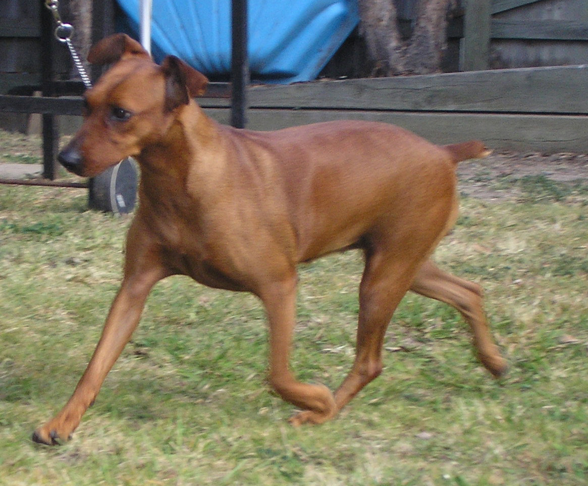 Toffee