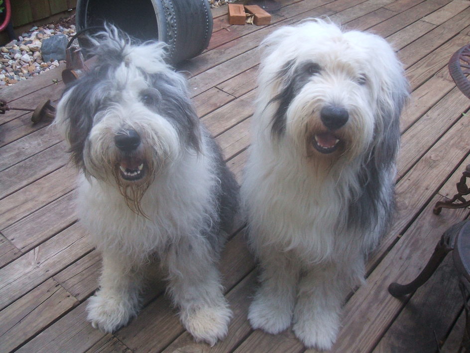 old english sheepdog puppies for sale