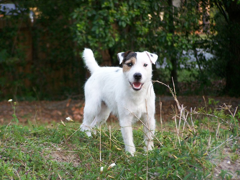 Heart-Songs Haven Parson Russell Terriers