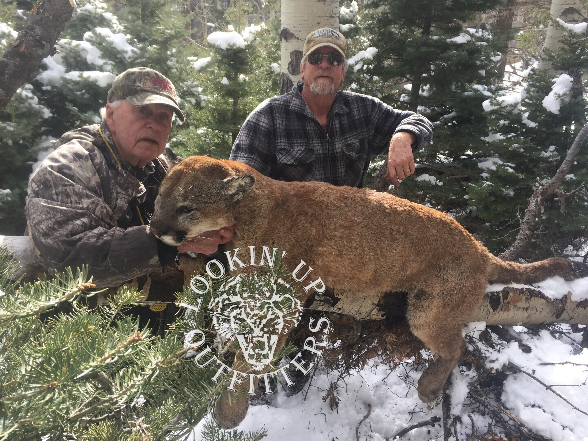 Top Mountain Lion Hunting