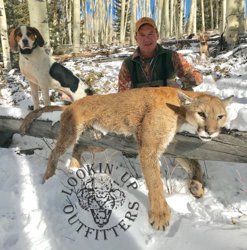 Top Mountain Lion Hunting