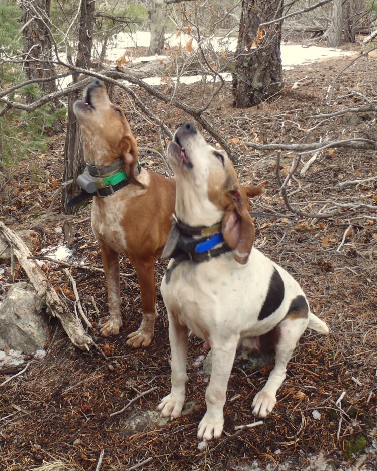 Top Mountain Lion Hunting