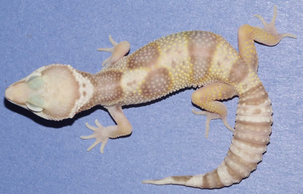 leopard geckos