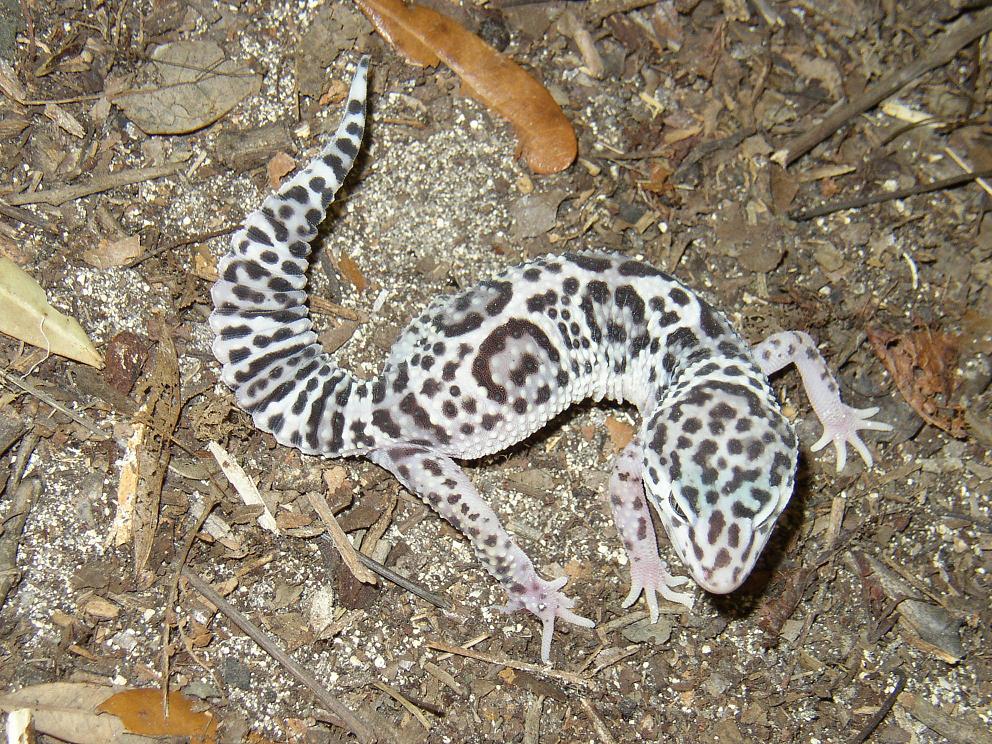 leopard geckos