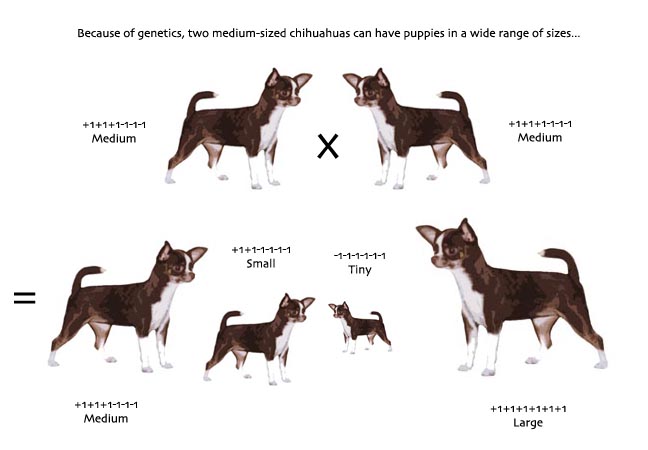 Chihuahua Color Chart