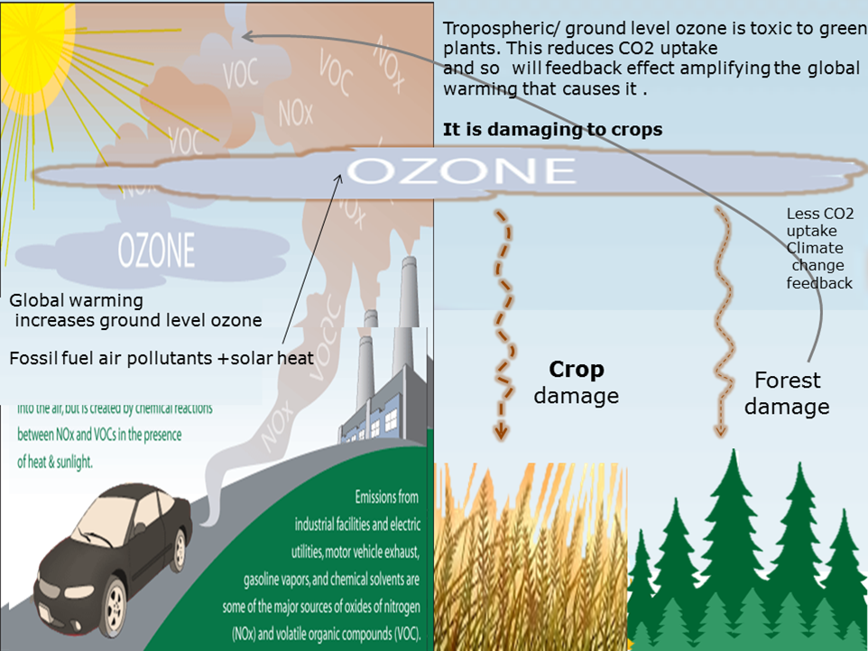 Ground Level. Climate change and Ozone loss. Decrease in the Ozone layer. Ozone ground Level.