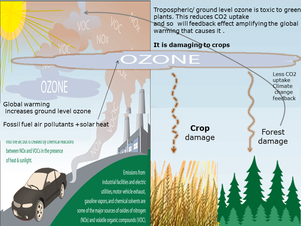 Ground level. Ozone ground Level. Climate change and Agriculture. Decrease in the Ozone layer. Level of Ozone in Canada.