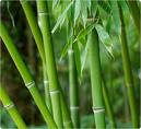 Massage Bamboo Plant