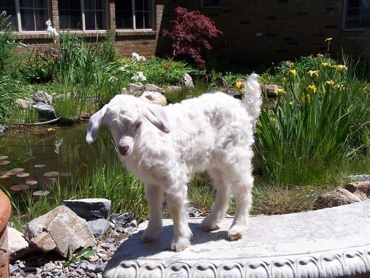 Angora Goats and Kids for sale