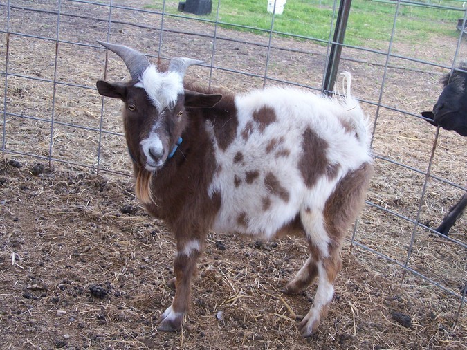fainting goats for sale