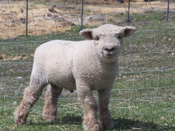 Olde English Baby Doll Miniature Southdown sheep