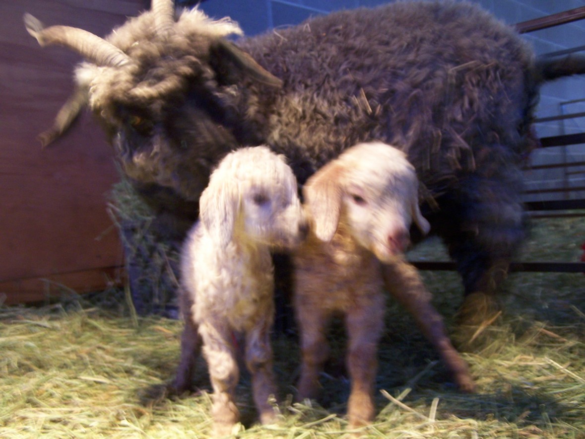 Angora Goats and Kids for sale