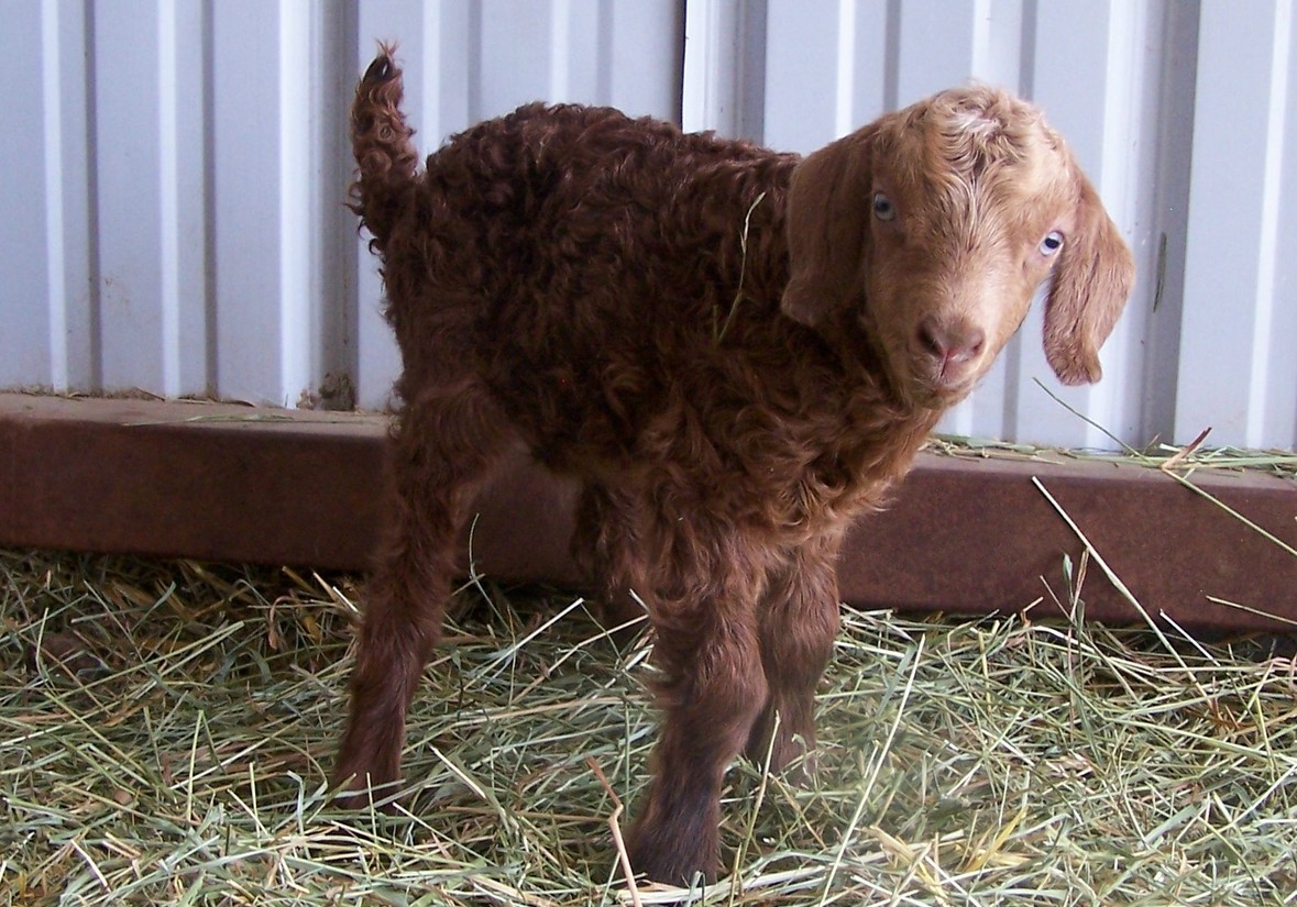 Olde English Baby Doll Miniature Southdown sheep