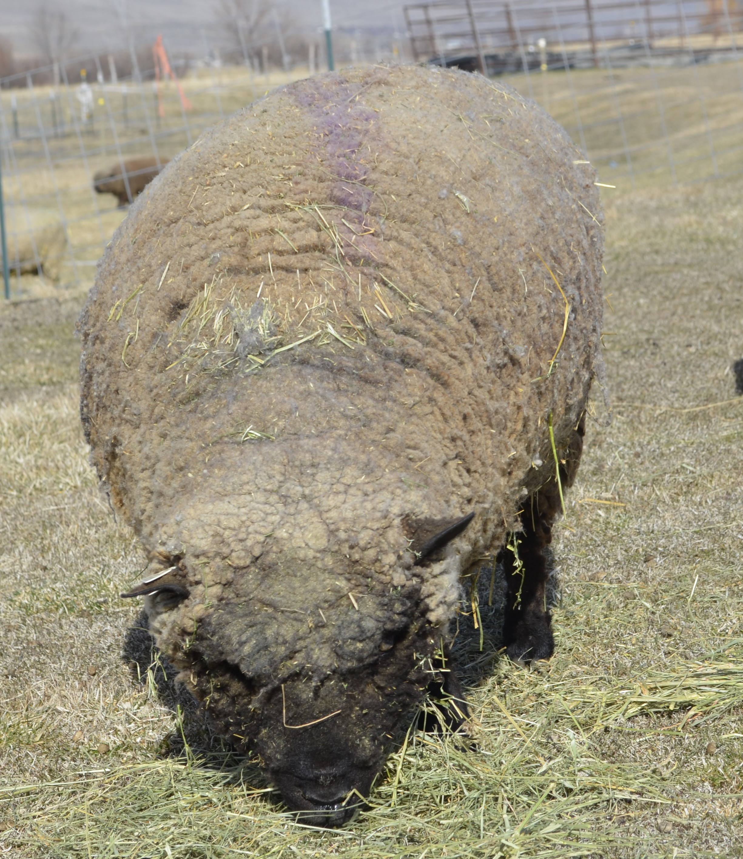 truffles sheep