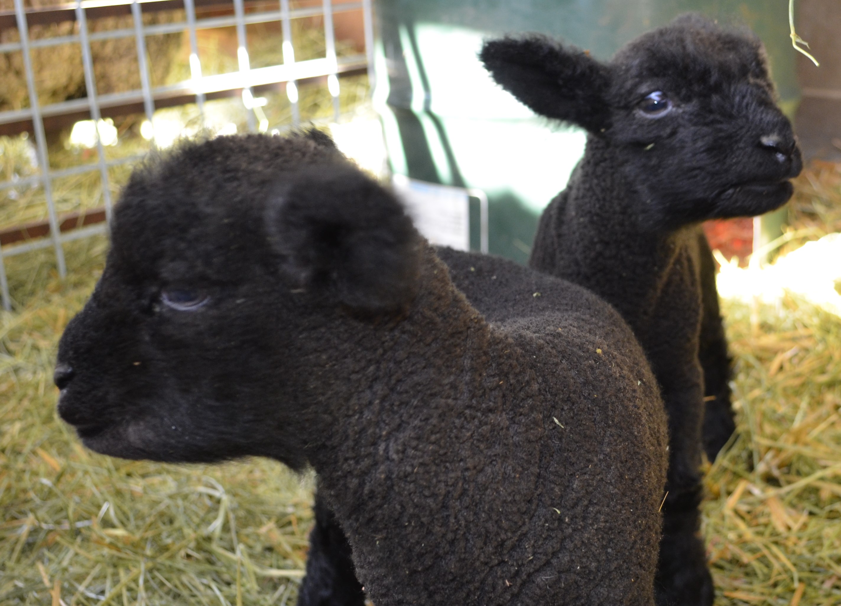 truffles sheep