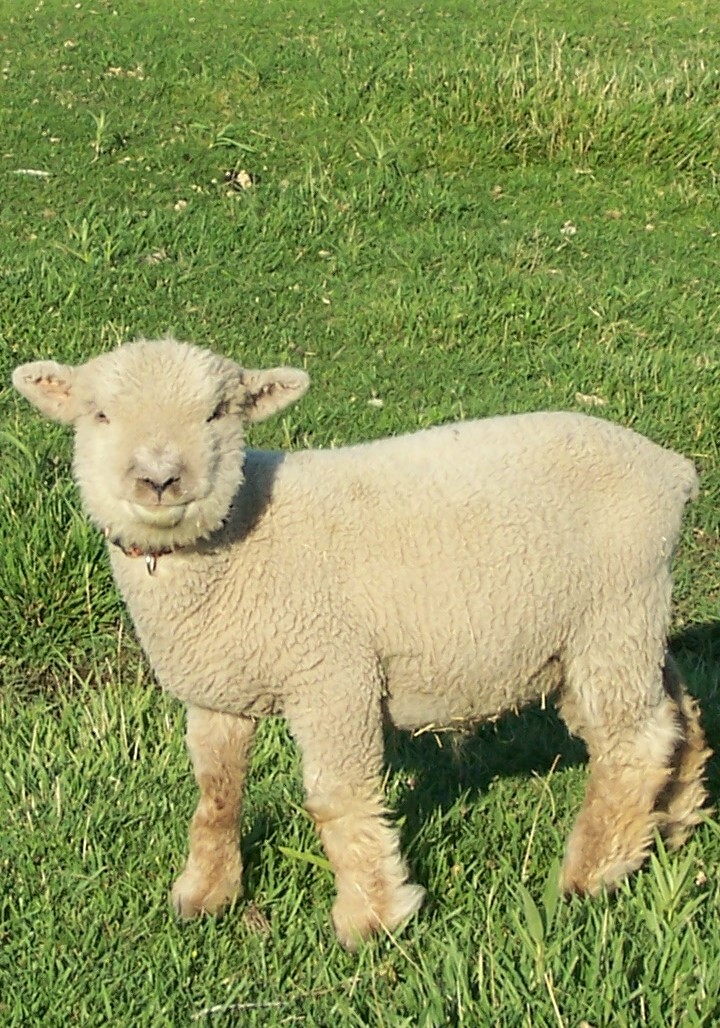 Olde English Baby Doll Miniature Southdown sheep