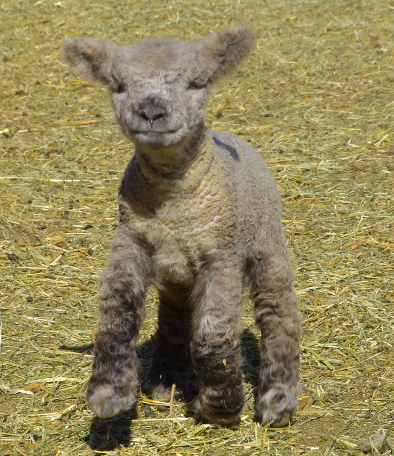 Olde English Baby Doll Miniature Southdown sheep