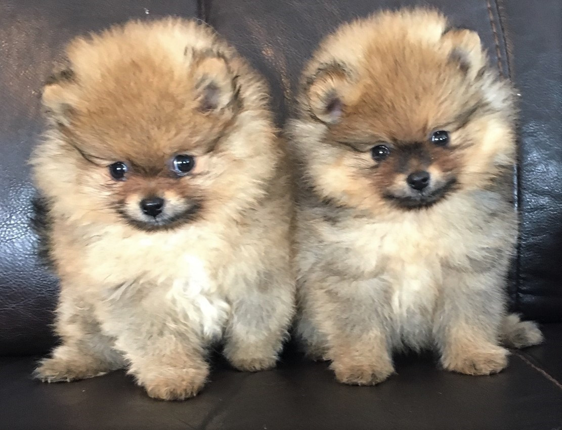 Pomeranian Puppies Available Available Pomeranians Pomeranian Puppies Pomeranian For Sale Akc Pomeranian Pomeranian Puppies For Sale