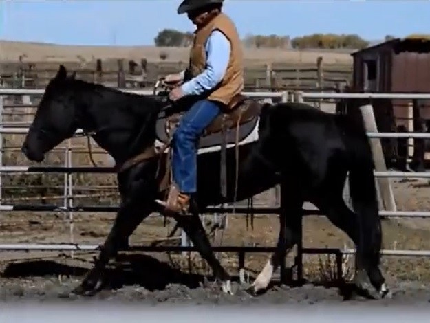 black quarter horse