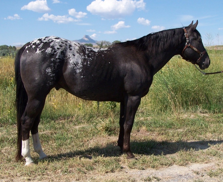 Black Appaloosa Gelding for Sale - Cash