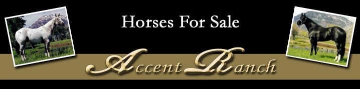 Accent Ranch Horses For Sale